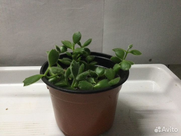 Каланхоэ,котиледон,плектрантус,сансивьерия,крассул