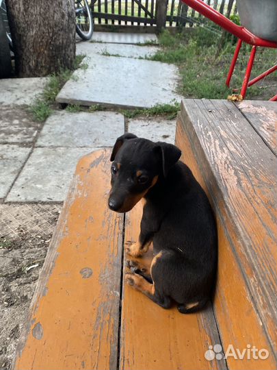 Щенки ягдтерьера