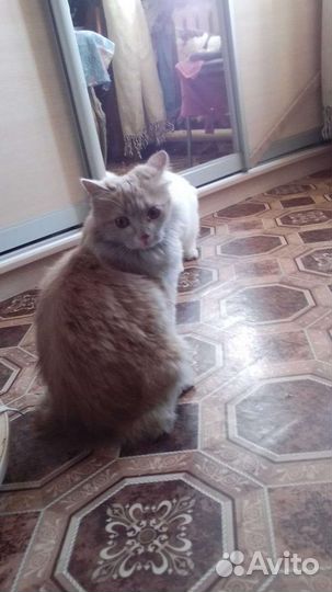 Котик белый с персиковым цветом