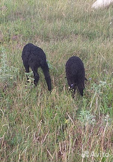 Овцы с ягнятами козлята