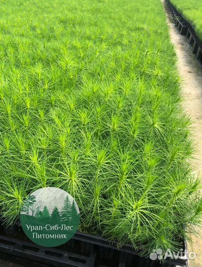 Сеянцы зкс Сосна окс Ель Лиственница Горная