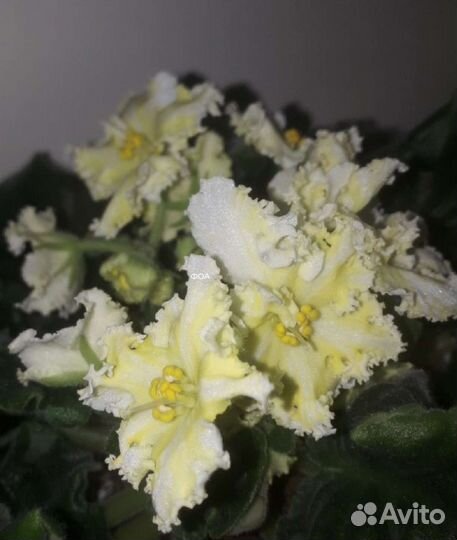 Коматные цветы