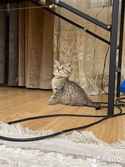 Котенок (британец)