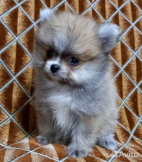 Щенки шпица