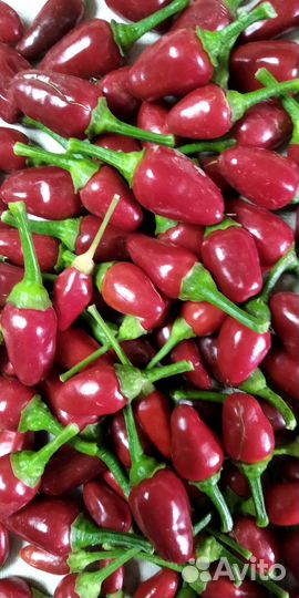 Молодые саженцы острого перца(комнатного)