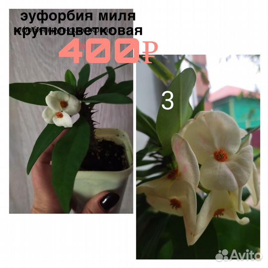 Комнатные растения цветы