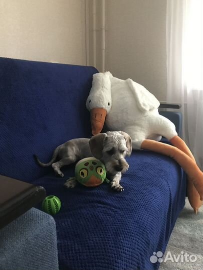 Передержка собак мелких пород