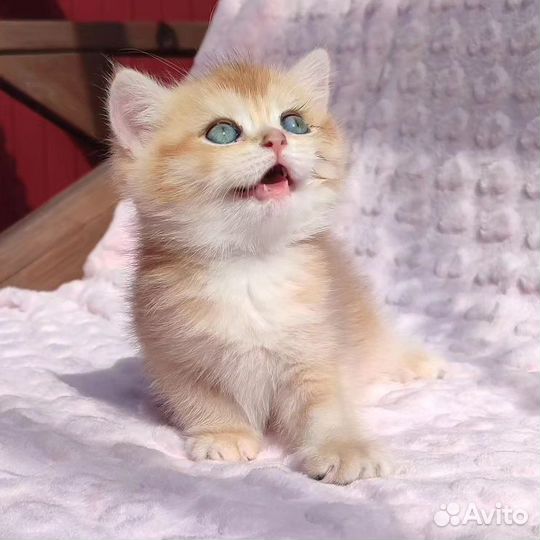 Породистые котята