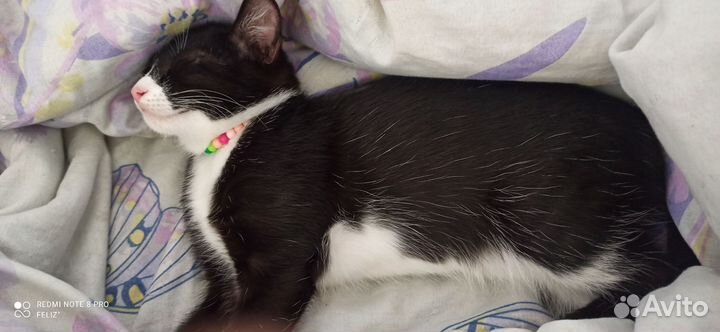Котенок Феликс