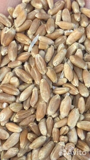 Продам пшеницу ячмень