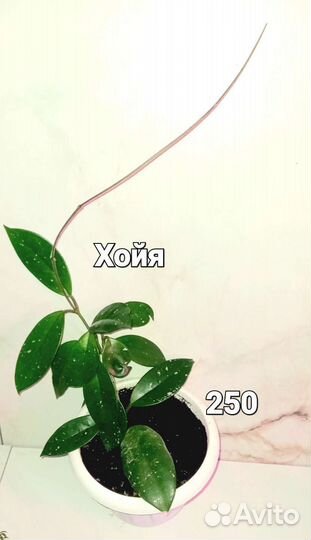 Филодендрон,хойя,жасмин,сциндапсус