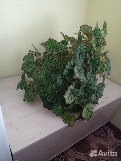 Бегония не цветущая