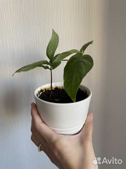 Росток хурмы