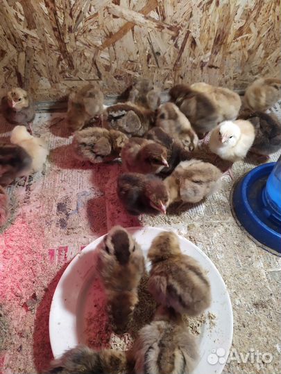 Цыплята несушки