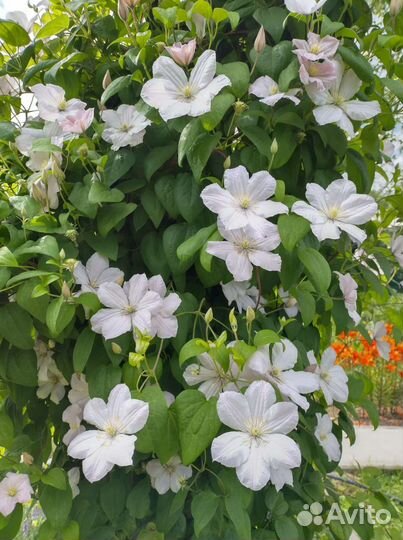 Цветы садовые многолетние