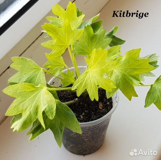 Пеларгонии сортовые