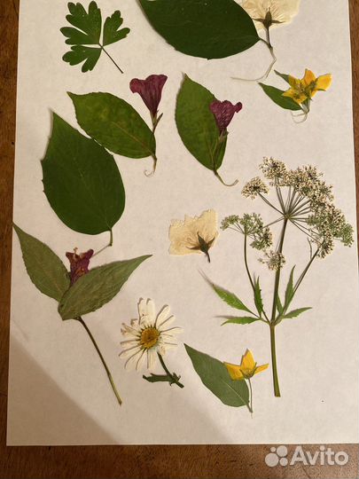 Засушенные цветы