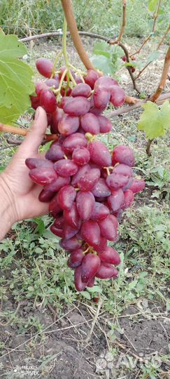 Черенки винограда