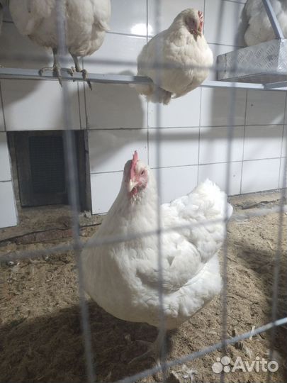 Джерсийский Гигант, Брама Тёмная