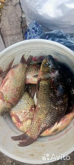 Продам карася