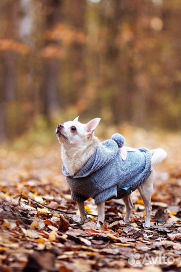 Фотограф-анималист