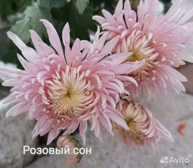 Хризантема корейская