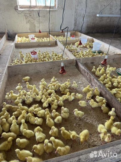 Птицеферма, гусная ферма