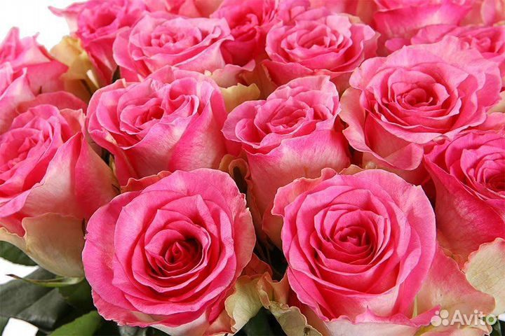 Роза Садовая Малибу букет