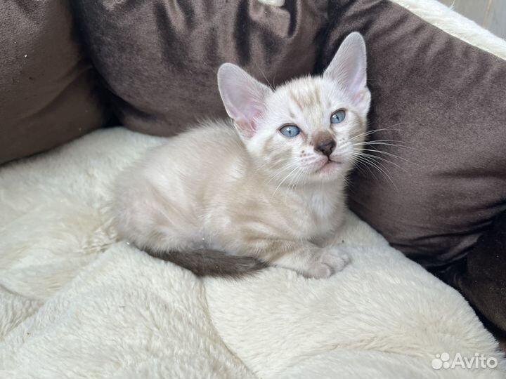 Бенгальские котята