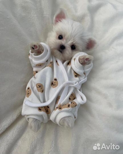 Мальтипу f1 micro