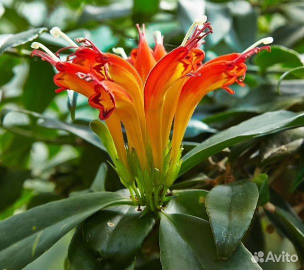 Эсхинантус