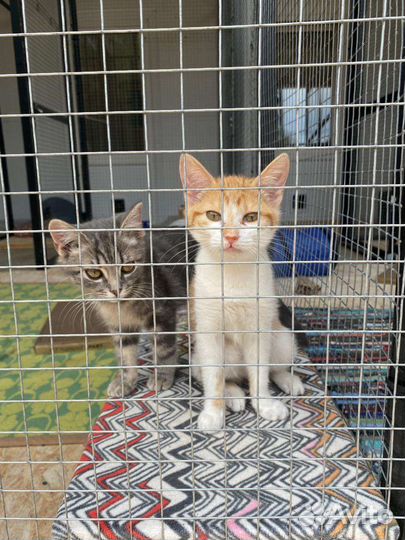 Котенок в самые добрые руки