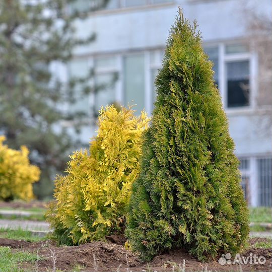 Туя с доставкой на участок