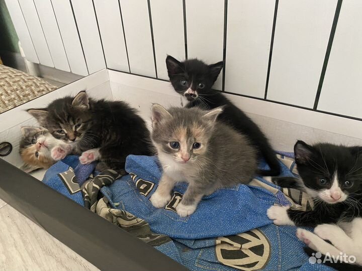 Кошка в дар бесплатно