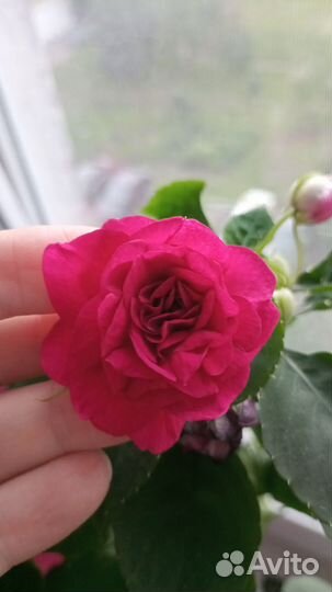 Бальзамин сортовой