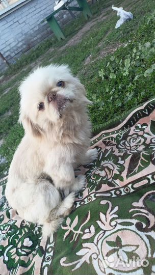 Вязка пекинес