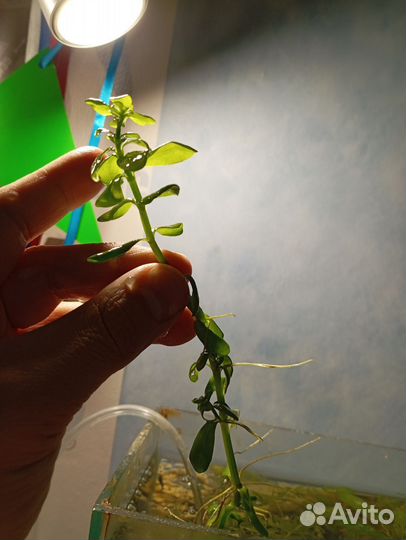 Аквариумные растения