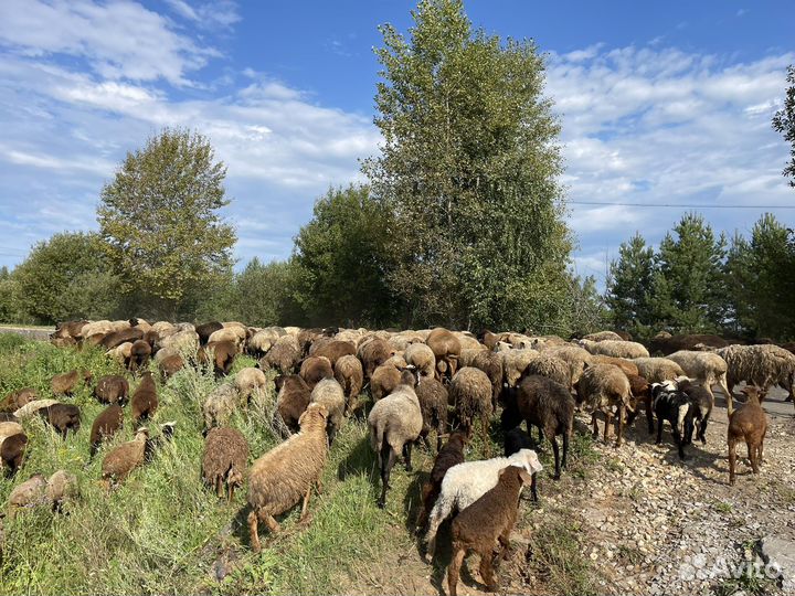 Бараны, овцы