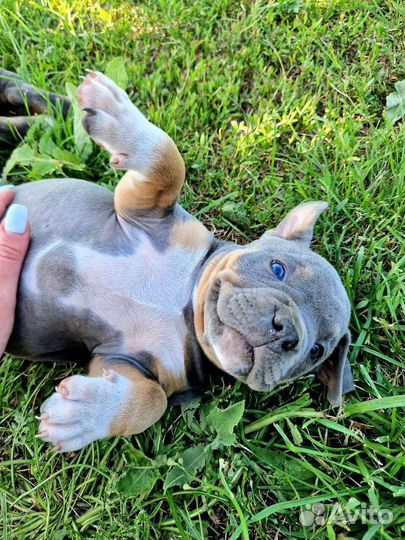 Американский булли мрамор