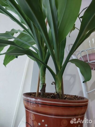 Драцена, дерево счастья