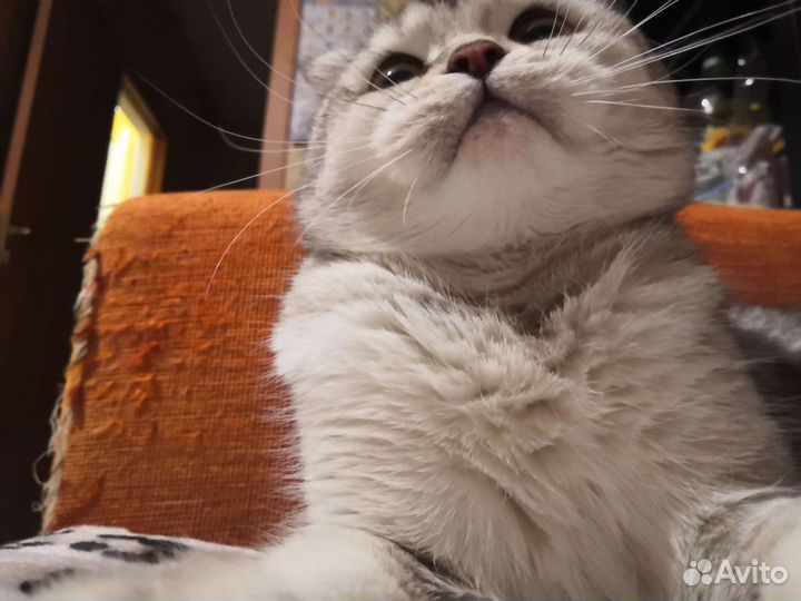 Ищем котика