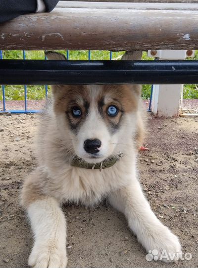 Сибирский хаски