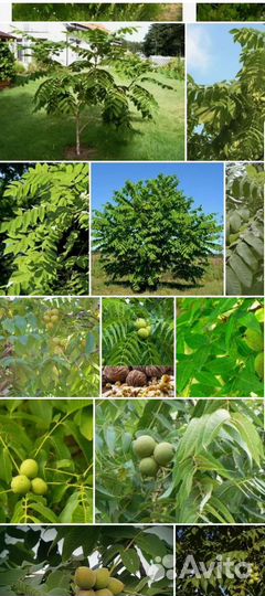 Саженцы маньчжурского ореха от 3лет и старше