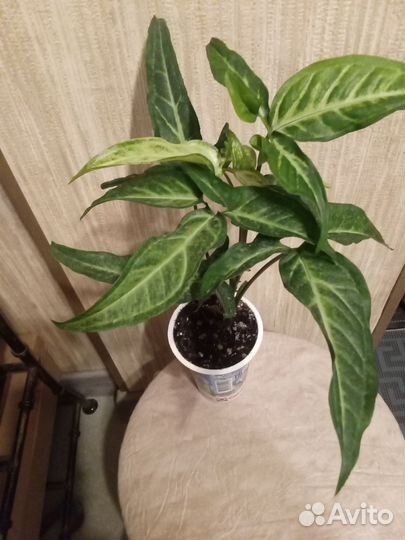 Комнатные цветы. Китайская роза