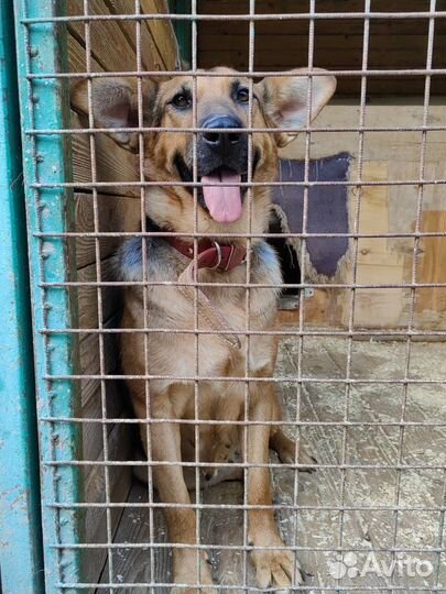 Забава наша радость и боль