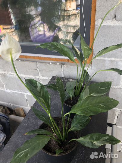 Шефлера, спатифилум, антуриум черный