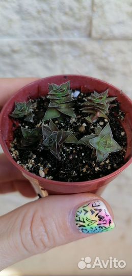 Суккуленты