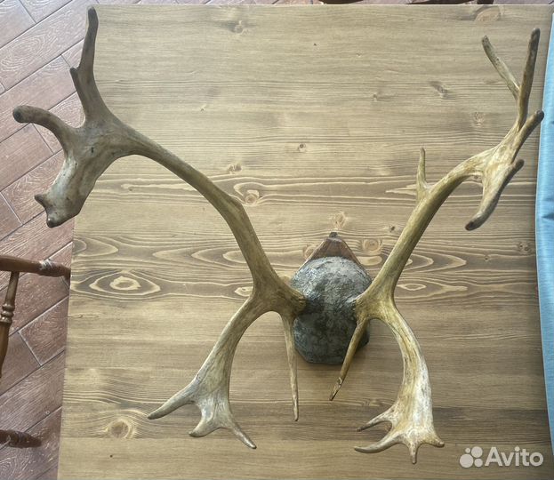 Рога оленя