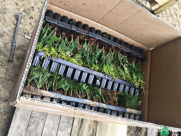 Укорененные черенки Туя Смарагд (кассета)