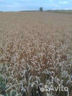 Зерно пшеница